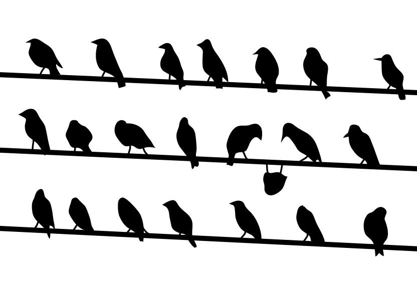 Des oiseaux alignés sur un fil électrique. Un des oiseaux est à l’envers par rapport aux autres