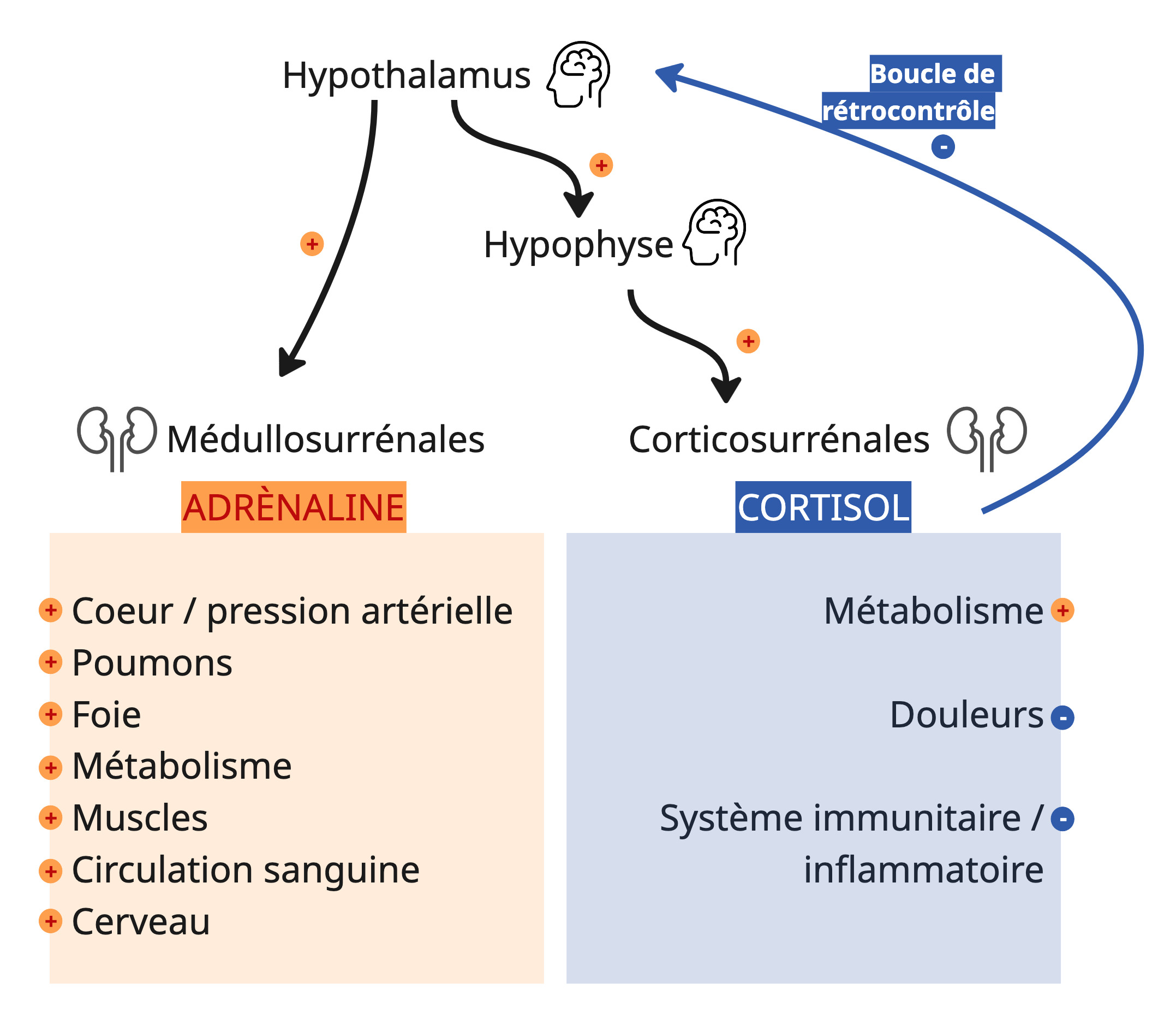 Boucle physiologique en cas de stress